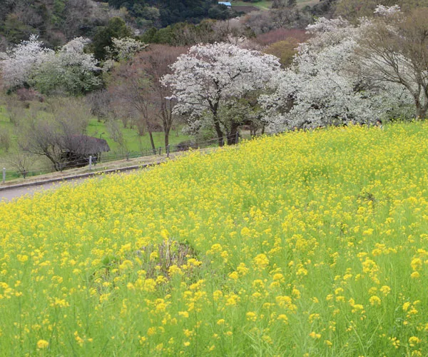 富津市