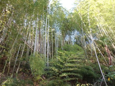孟宗竹林付売家 南房総市山下 ワンルーム ご成約済 サムネイル画像2
