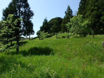 売 地 鴨川市平塚 3100.00㎡(937.75坪) 936万円 サムネイル画像1