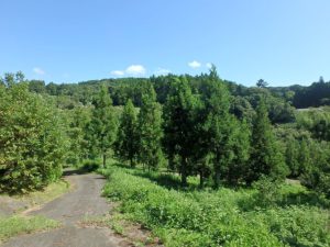 千葉県鴨川市の売地　鴨川市の広い土地　南総ユニオン株式会社　ここは自然の王国です