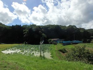 千葉県南房総市沓見の不動産　南房総市の山林　南総ユニオン株式会社　小高い雑木山です