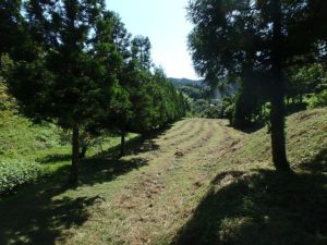千葉県鴨川市の売地　鴨川市の広い土地　南総ユニオン株式会社　杉並木の細長い地型ですね