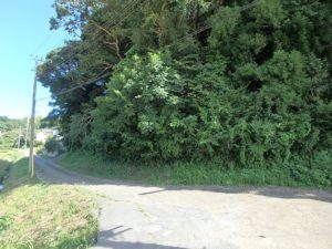 千葉県南房総市沓見の不動産　南房総市の山林　南総ユニオン株式会社　結構荒れてるな