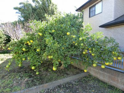 ミニ菜園付売家 南房総市府中 3LDK ご成約済 サムネイル画像2