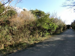 千葉県館山市犬石の不動産、土地、平砂浦、広い土地、西側メインの道路から