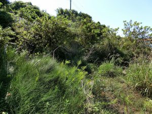 千葉県館山市坂田の不動産、土地、海前物件、海っぺり、海一望、まずは伐採整地からですね