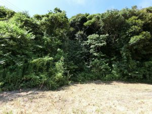 館山市神余の売り土地、東虹苑別荘地内、南側は山林傾斜地ですね