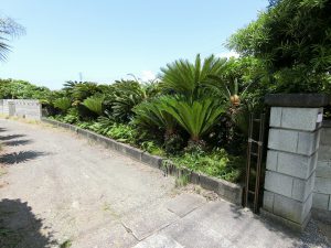 館山市波左間、海岸近くの広い土地、入口付近には沢山の蘇鉄が