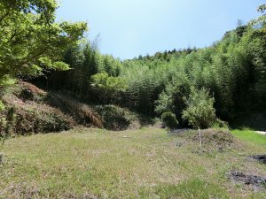 館山市竹原の山林販売、上がりきるとこんな平坦地