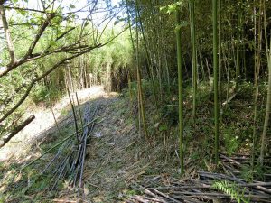 館山市竹原の山林販売、下段部は竹林ですね