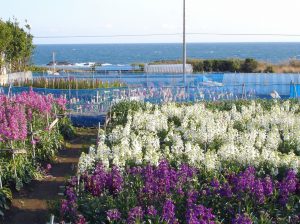 南房総市千倉町白間津の売中古住宅、太平洋とお花の町です