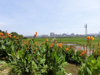 古家付広大売地　鴨川市東町　4785㎡（1447.46坪）　2980万円 サムネイル画像2