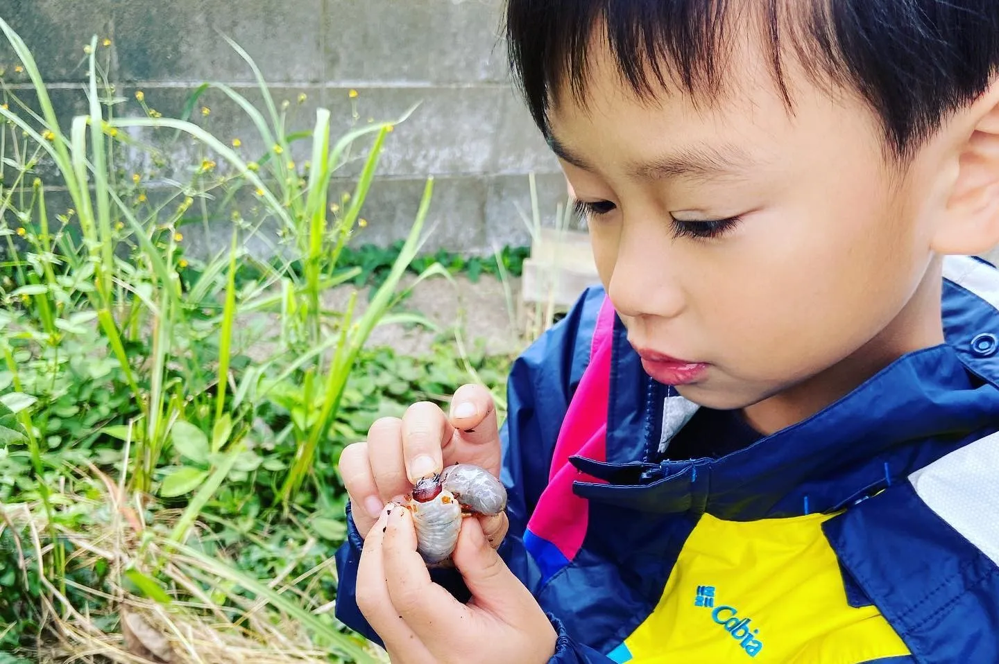 【カブトムシの幼虫を観察する長男】