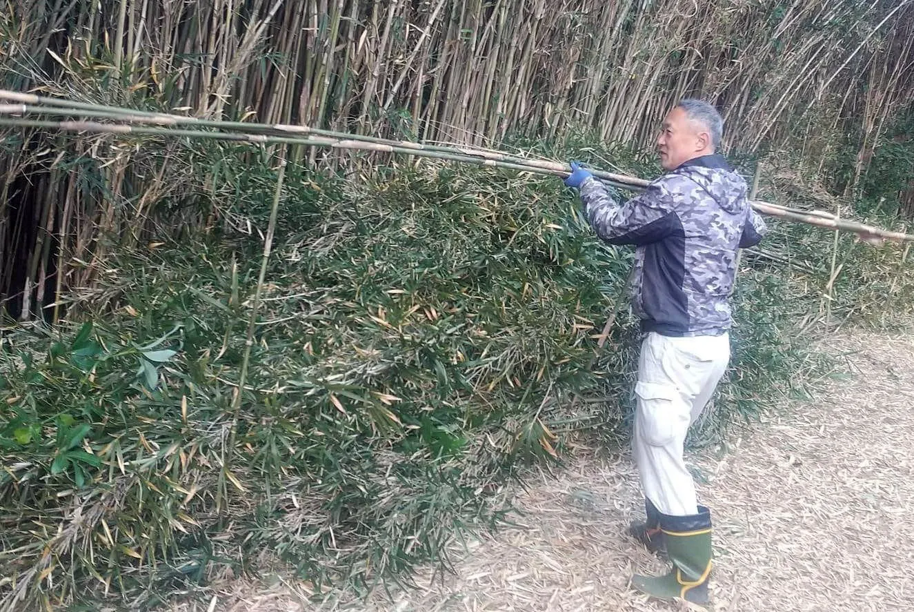 【南房総で竹林の整備】