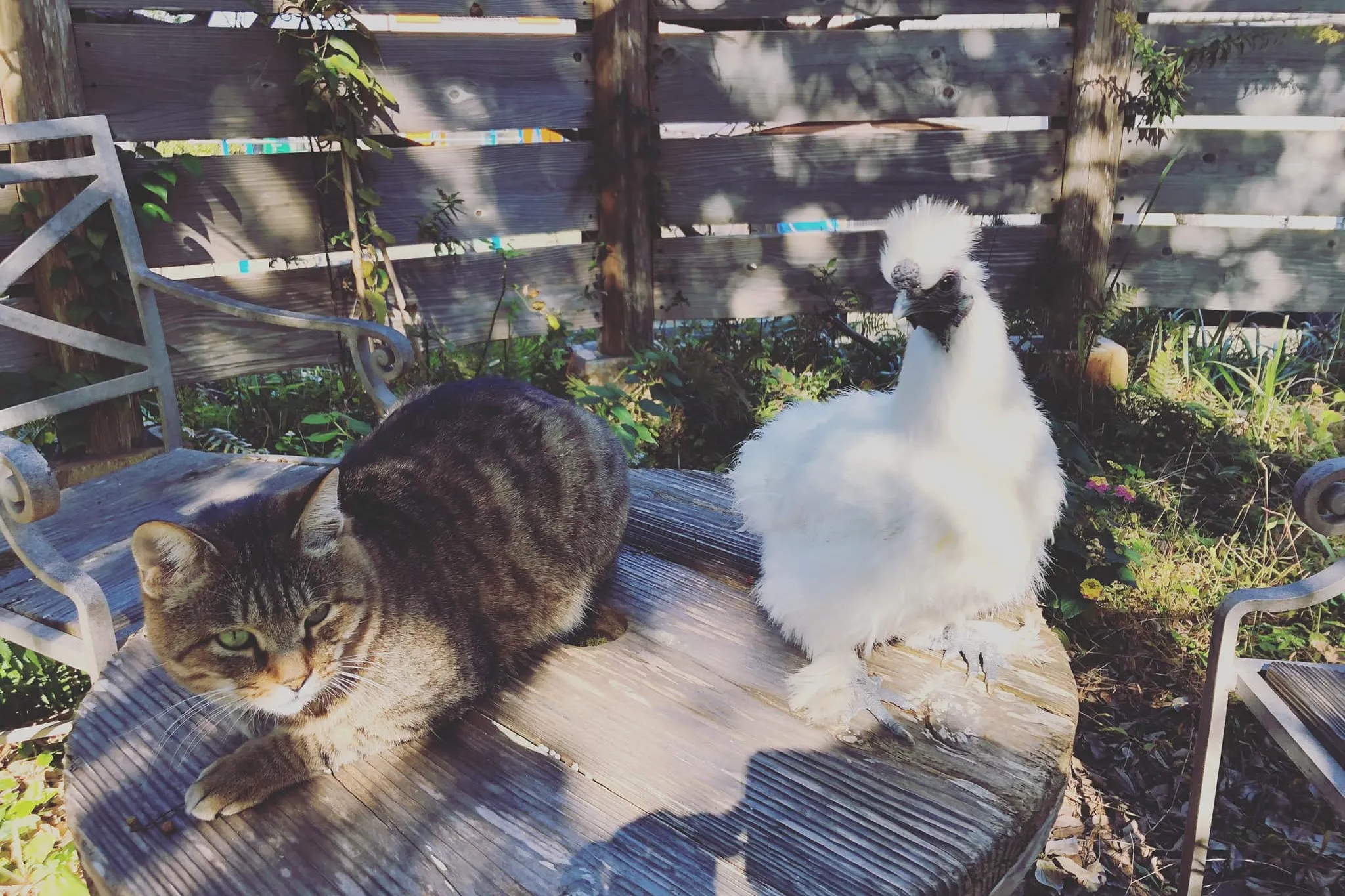 【烏骨鶏と猫】