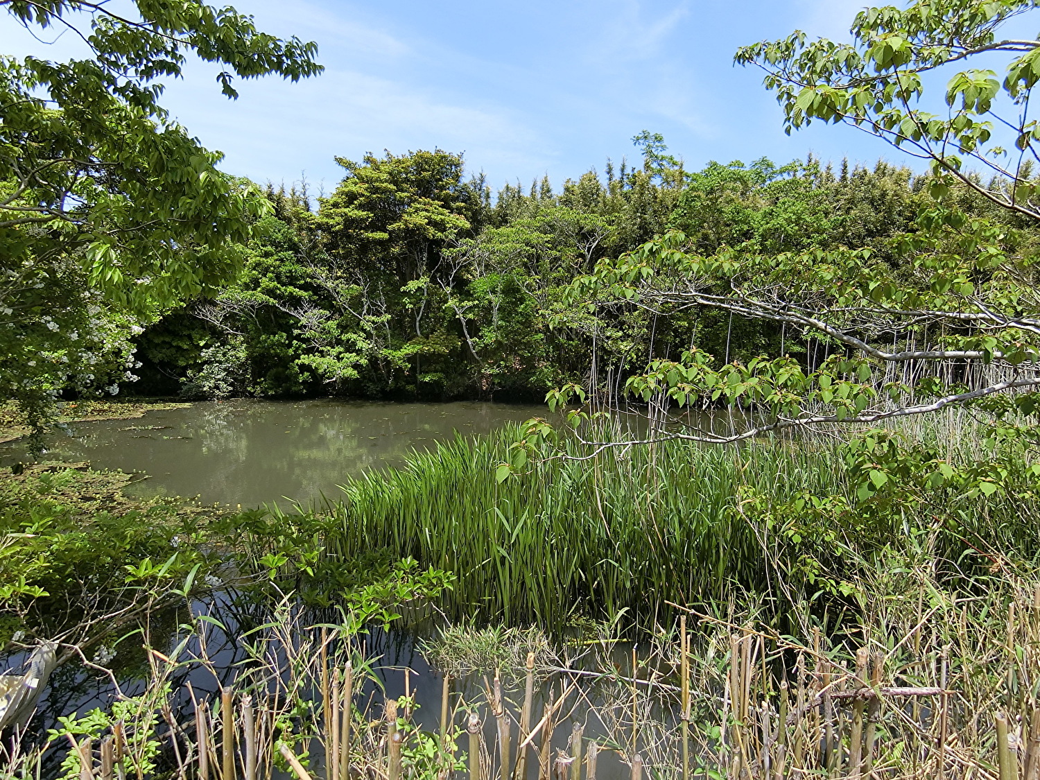 池畔売地　館山市加賀名　379.46㎡（114.78坪）　350万円 サムネイル画像2