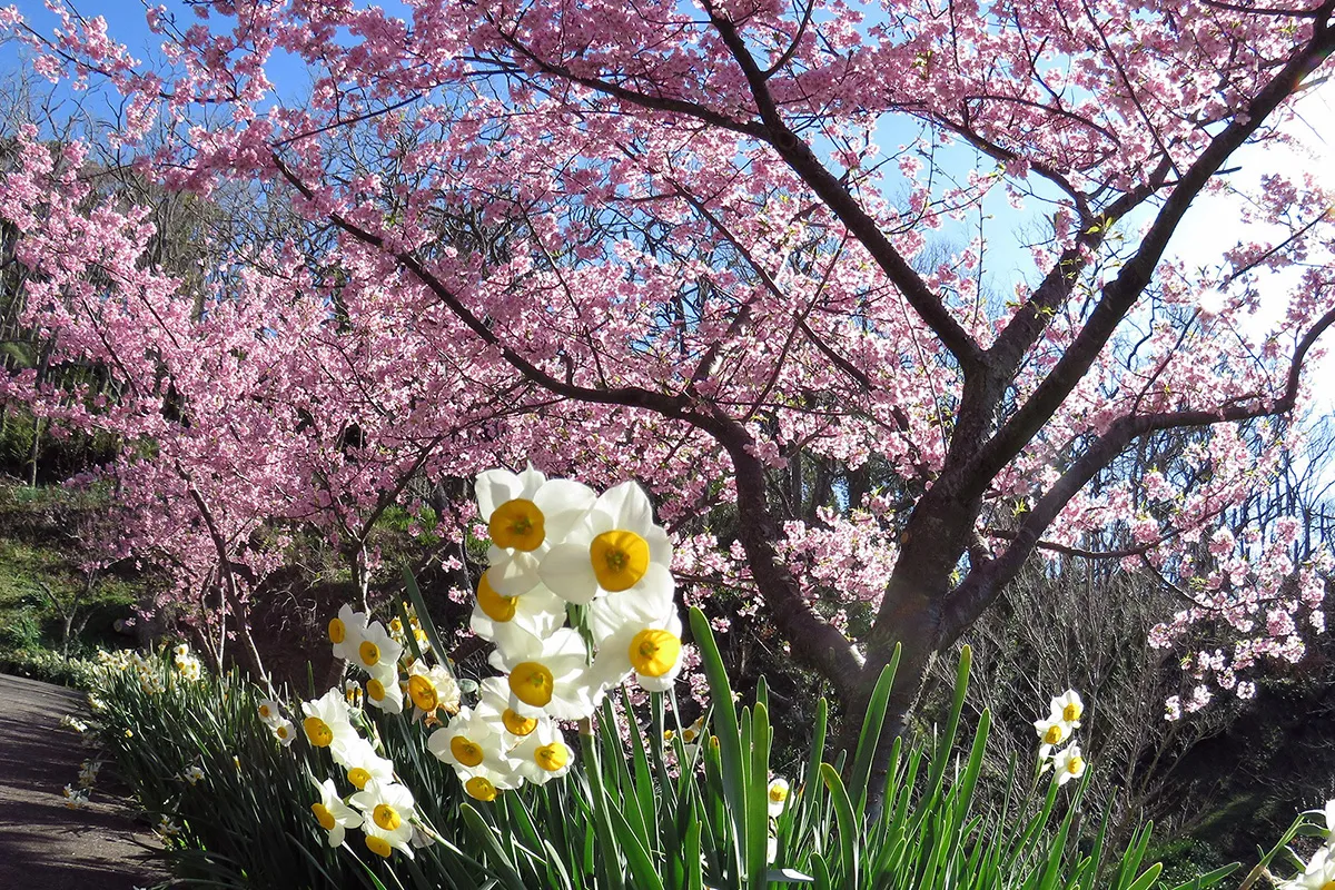 【佐久間ダムの頼朝桜と水仙】