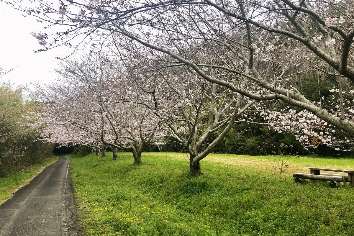 【近所の桜並木】