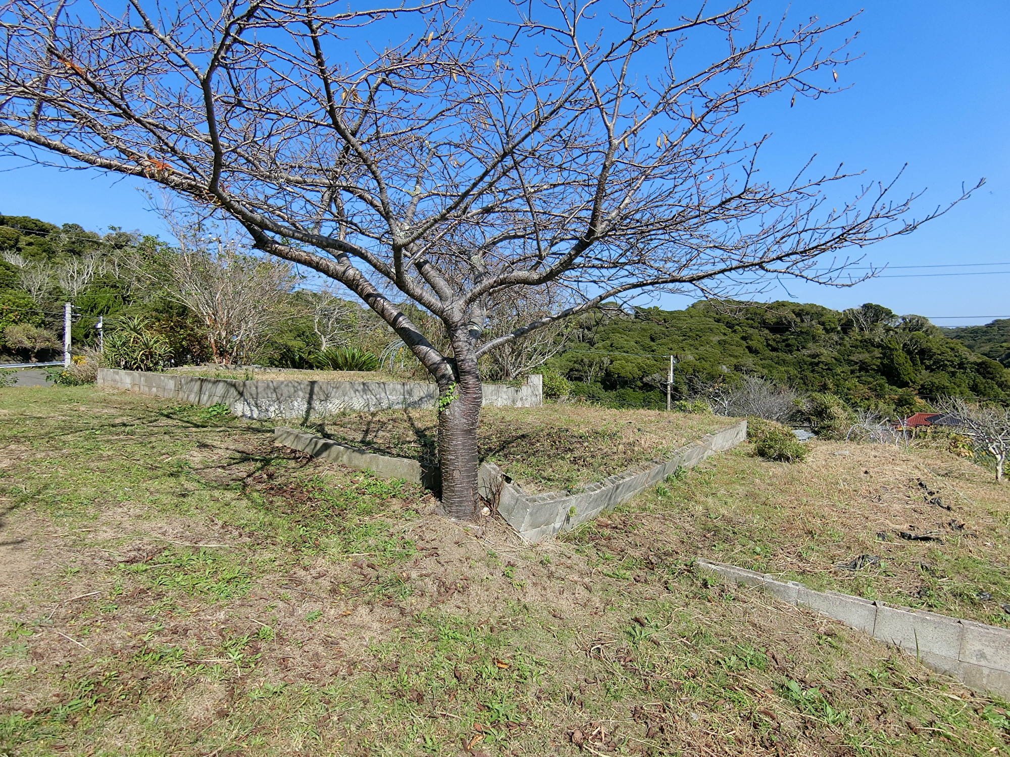 広庭付売別荘　館山市佐野　2SDK　1150万円 サムネイル画像2