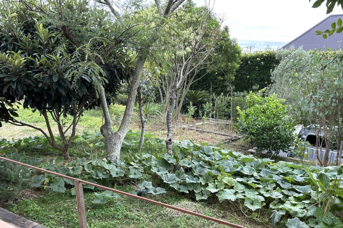 【のびのびと育つ、つるくびかぼちゃ】