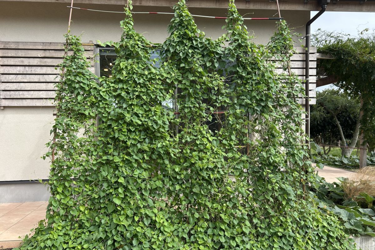 【西日を調整する手作りのグリーンカーテン】