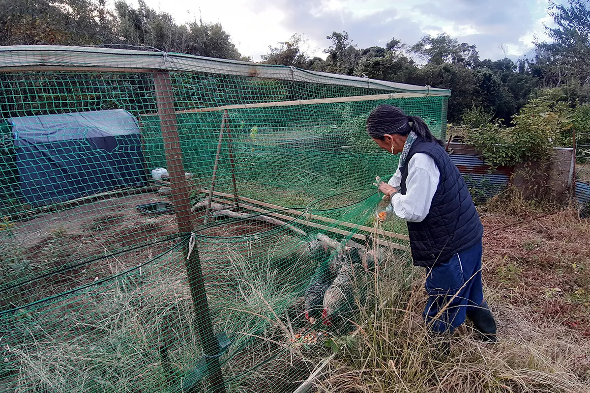 【農園で飼っているニワトリ】