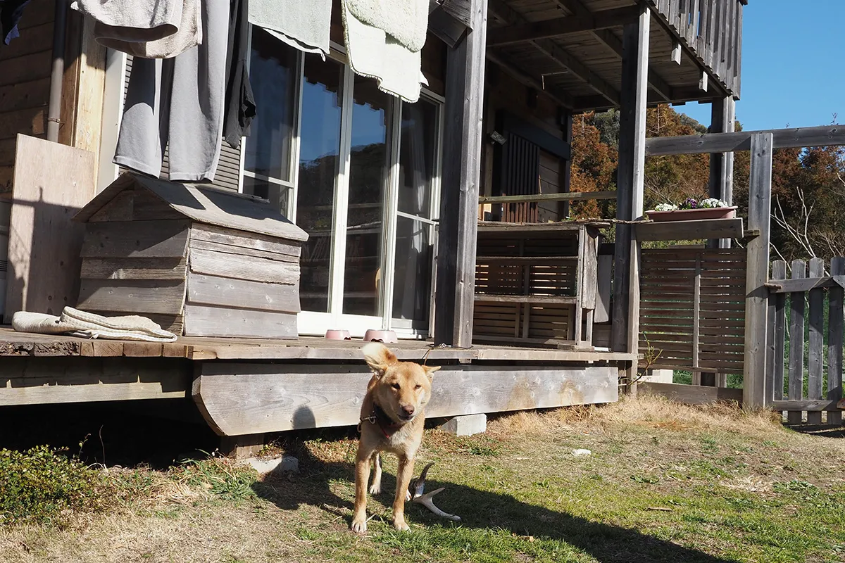 【ふだんは1階のウッドデッキが定位置のはる君】