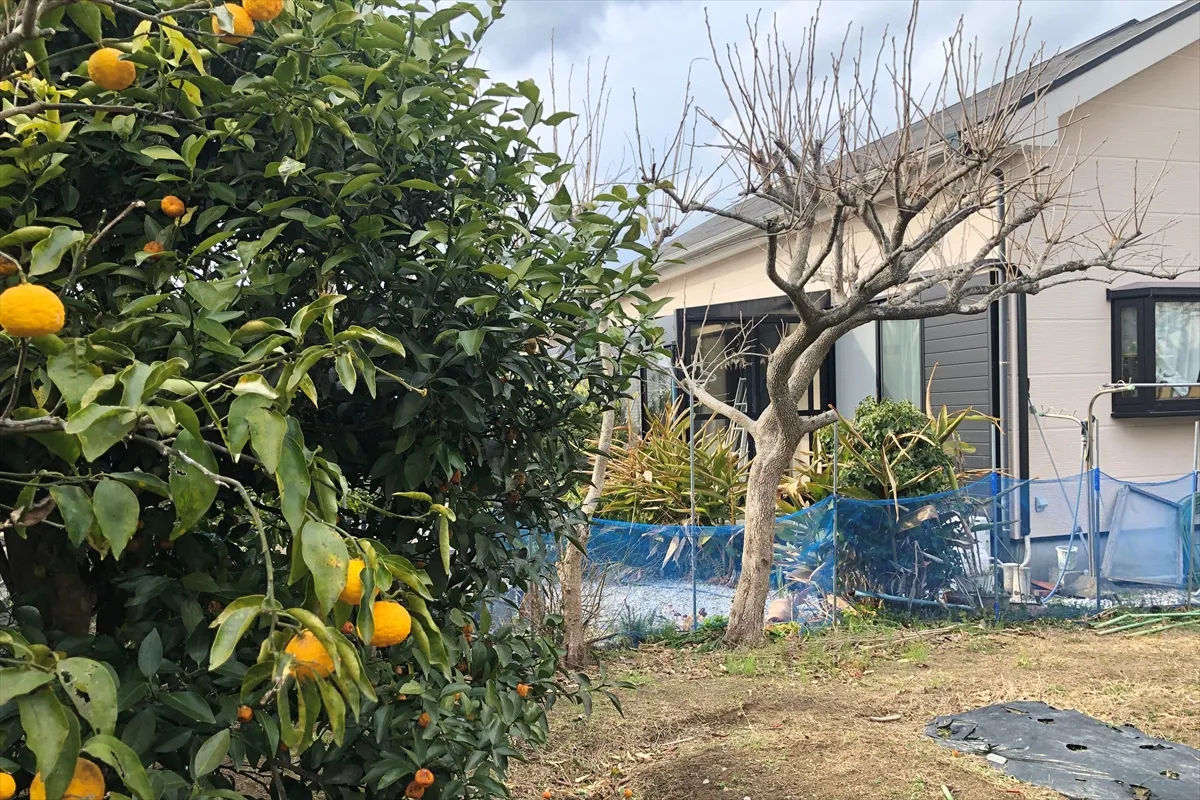 【外観と庭の畑。シークワーサーやレモンの実】