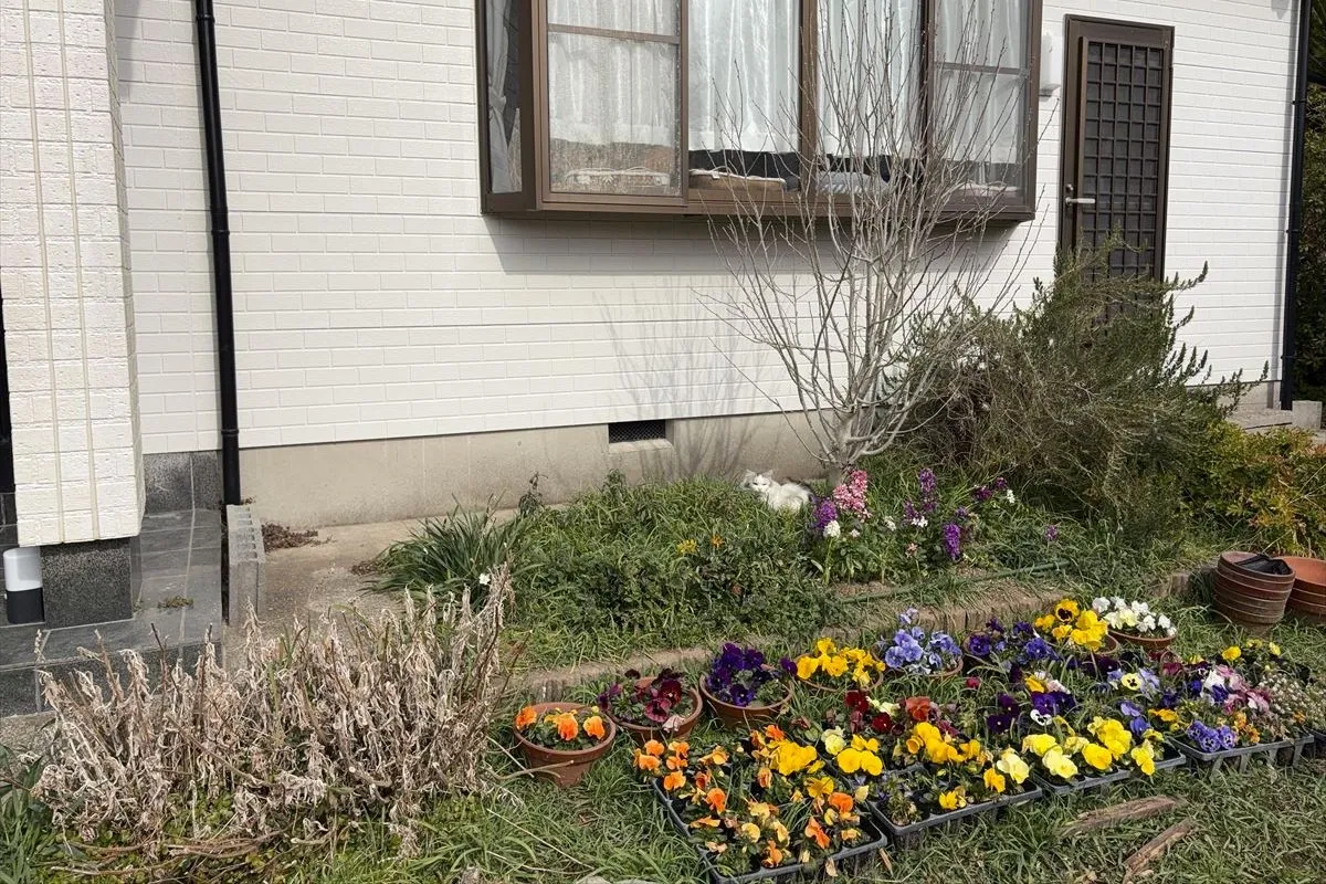 【丹精を込めた花壇。ときどき猫が遊びにくる】