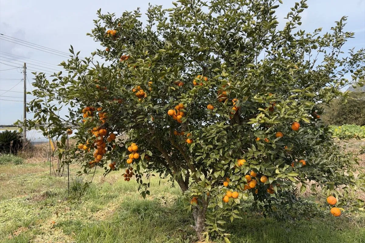 【たわわに実る、すだち】