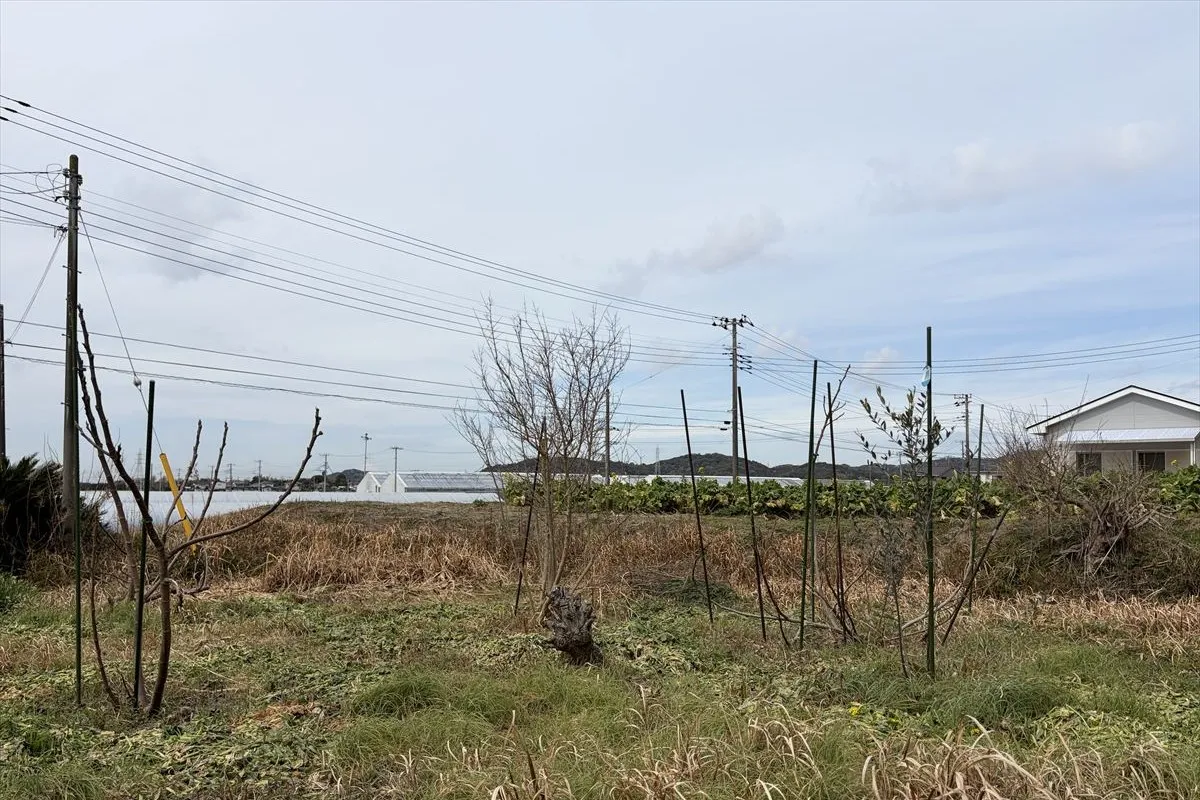 【裏庭で育つオリーブの木】