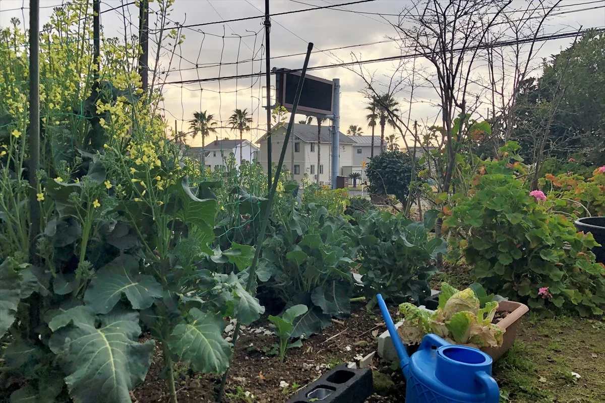【芝生だったところを畑に。ブロッコリーが育つ】