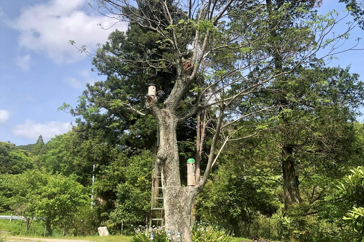 【庭の木と鳥の巣箱】