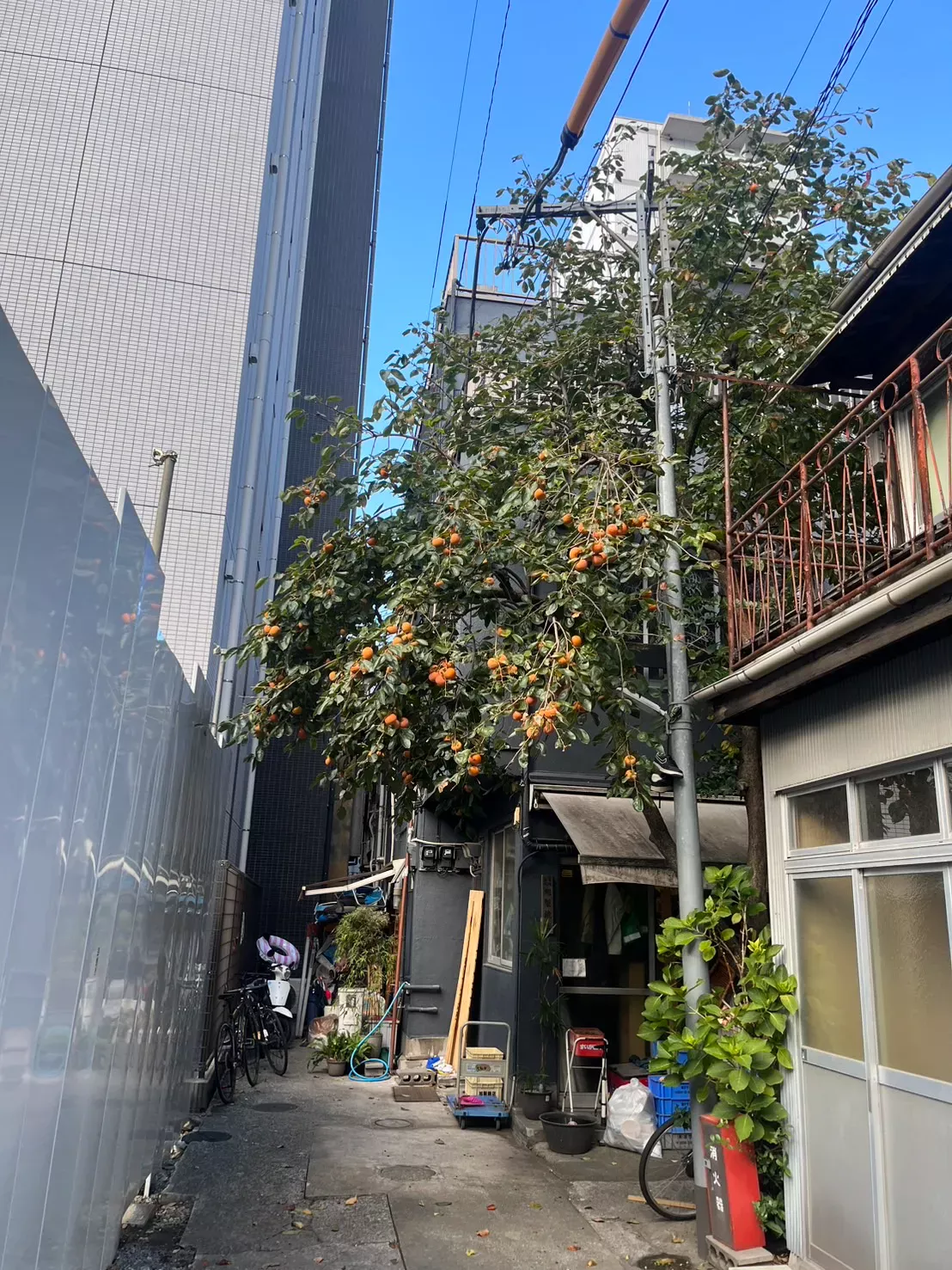 【かつて住んでいた東京の家。思い出深い大きな柿の木があります】