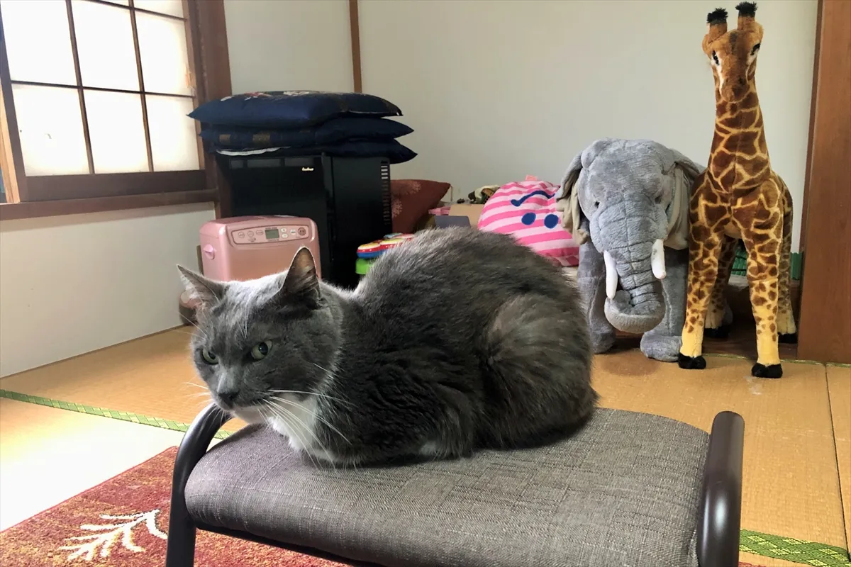 【飼い猫のグーちゃん】