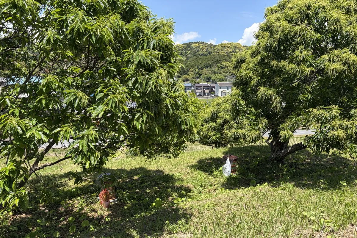 【マコモ畑の脇にある栗の木。右の木の下には亀谷さんの養蜂箱があります】
