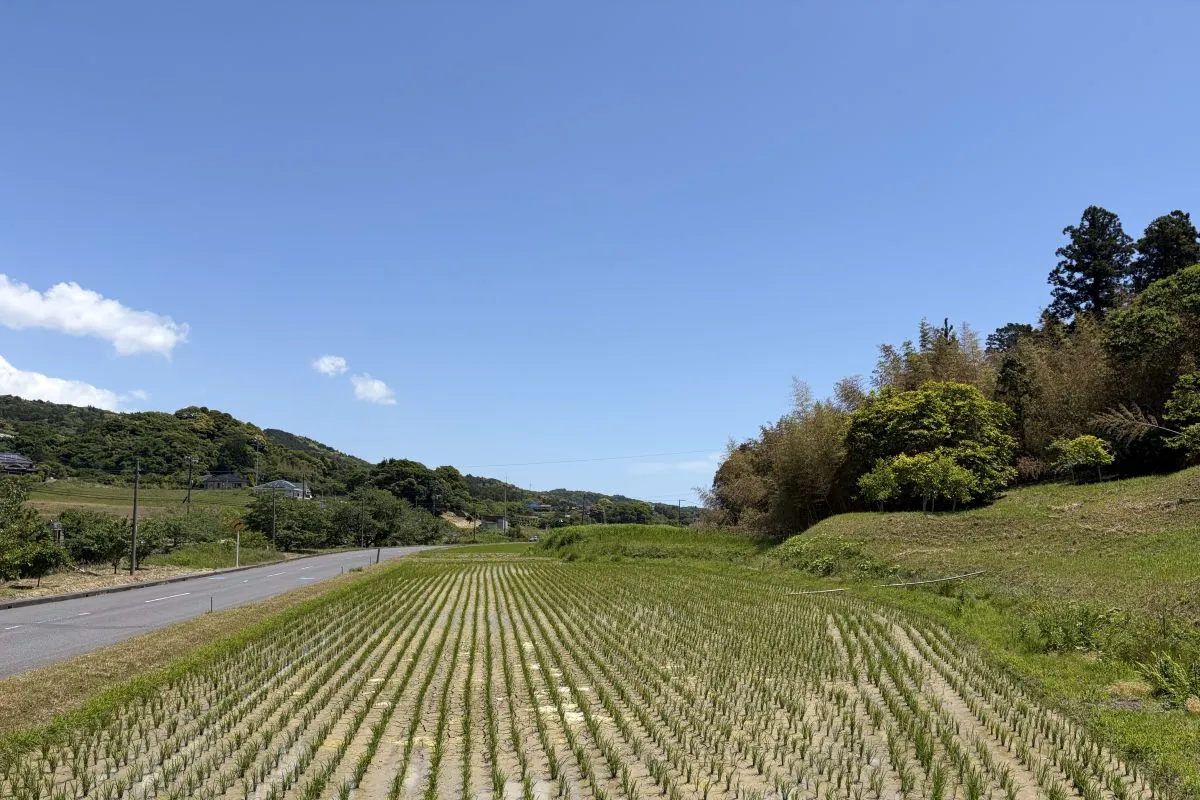 【マコモは水田と同じ環境で栽培します】