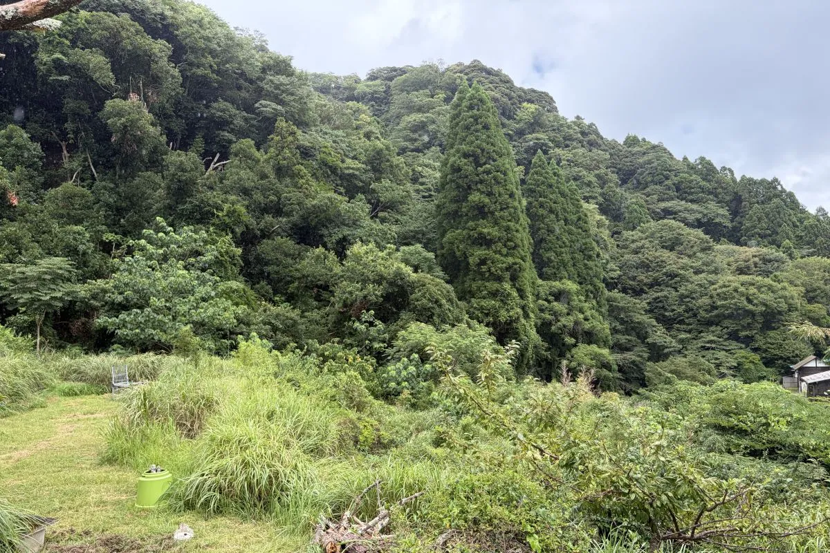 【敷地内から望む、鴨川市金束の深い里山】